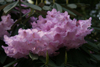 pingianum 76-328 -1